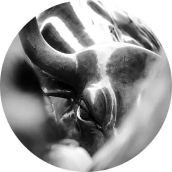 bull